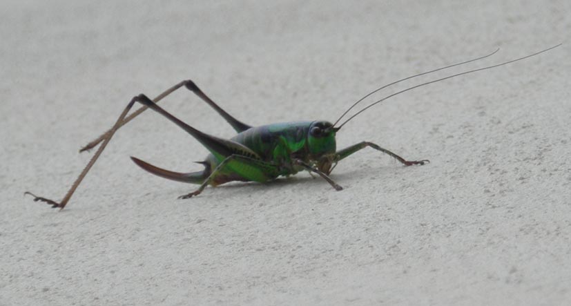 Tettigoniidae: Eupholidoptera sp.